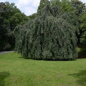 Weide 2012 06 23 192