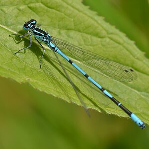 Libelle 01 NF