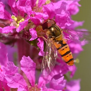 Schwebefliege 01 NF