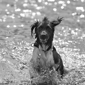 plansch sw