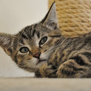 2012 07 11 5533  D300sA