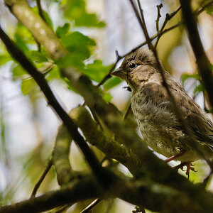 120428 Jungvogel 069 2