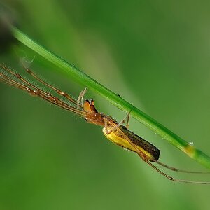 Streckerspinne
