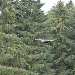 Hellenthal Wildg 2012 07 02 501