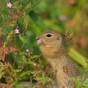 Ziesel
Leckerei
Tiergarten Nürnberg