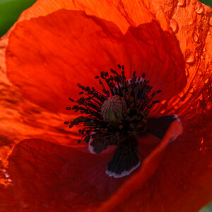 Mohn
