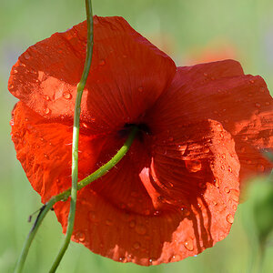 Mohn