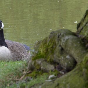 Gans Bildausschnitt Stadtgarten I
Wechselnde Lichtverhältnisse
