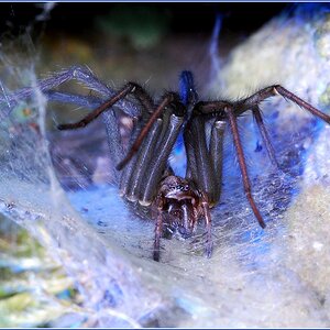 Mauerwinkelspinne NF