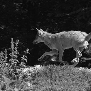 Wolf SK bw  D7K5539