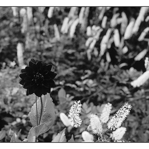 Lanhydrock7