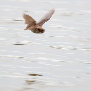 20120607 3693 [NIKON D4] 1200 mm,1 160 Sek. bei ƒ   9,0