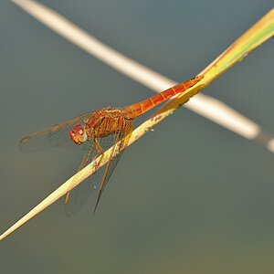 MER 7502
