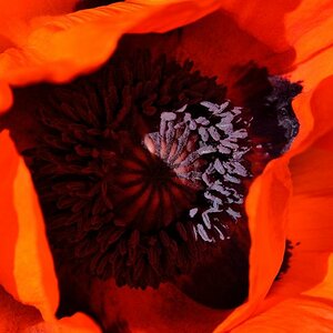 Mohnblüte