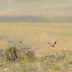 DSC 0174 NX