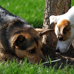 ...Zeigt her Eure Hunde 03