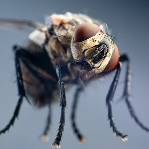 Fly