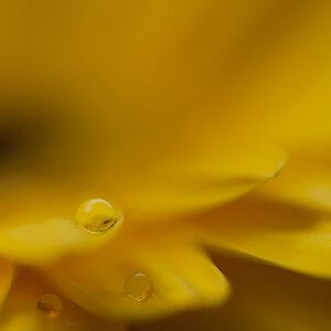yellow pearl