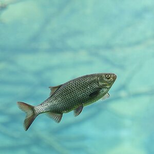 fisch
