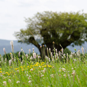 Rasierpinselbaum im Hintergrund