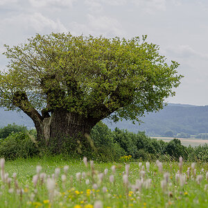 Rasierpinselbaum