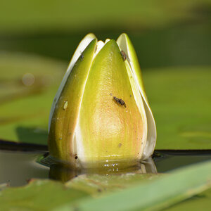 Seerose