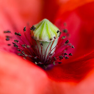 Mohnblüte I