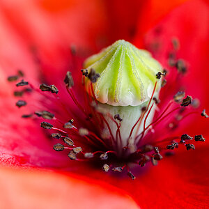 Mohnblüte II
