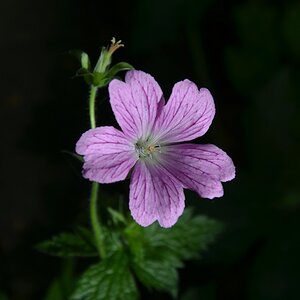 Garten NE 2012 06 10 146