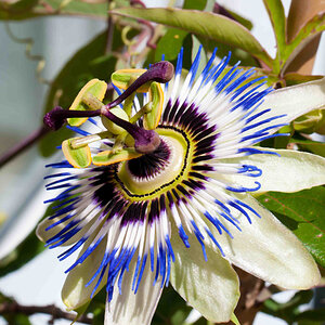blüte