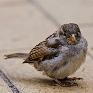 Spatz