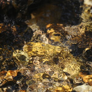 2010 Natur Apr 049 01