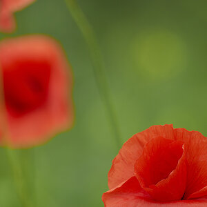 Mohn3