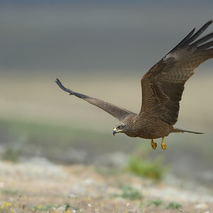 DSC 9704 NX