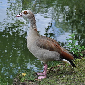 erste Versuche am Teich