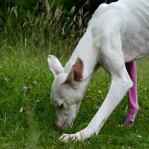 d13 03
Bestandteil der Arbeit von Pierre Huyghe /Karlsaue 83