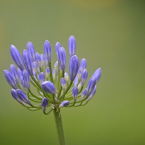 agapanthus nff