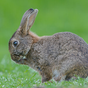 Wilkaninchen