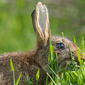 Wilkaninchen