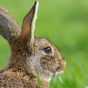 Wilkaninchen