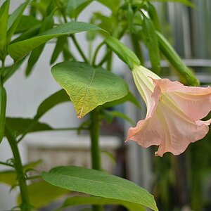 DSC 4087