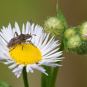 Wanze 2012 06 24 01