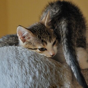 2012 06 24 4244  D300sA