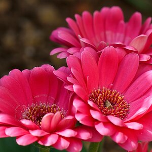 Blüte