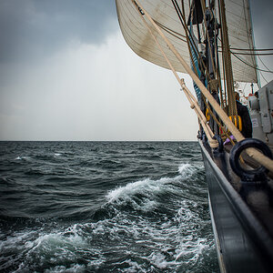 Wylde Swan
