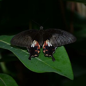 Schmetterling