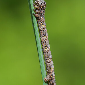 Raupe 2012 06 07 001