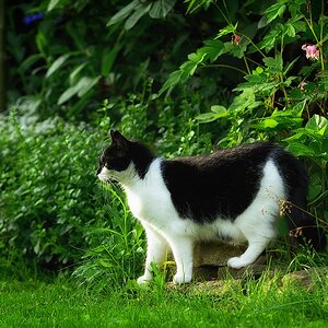 Shorty DSC 0590