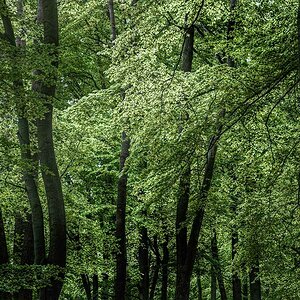 wald