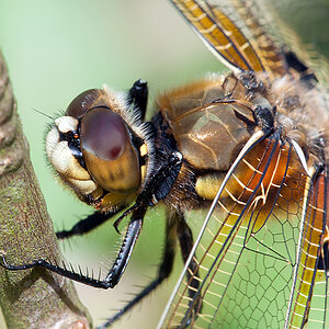 Vierflecklibelle 2012 06 26 01